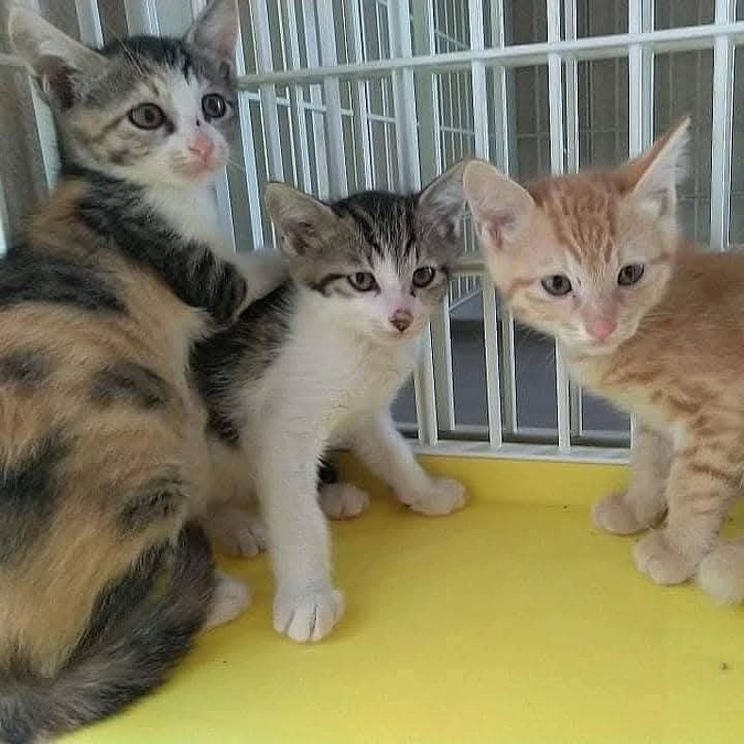 ボランティアの危機的状況