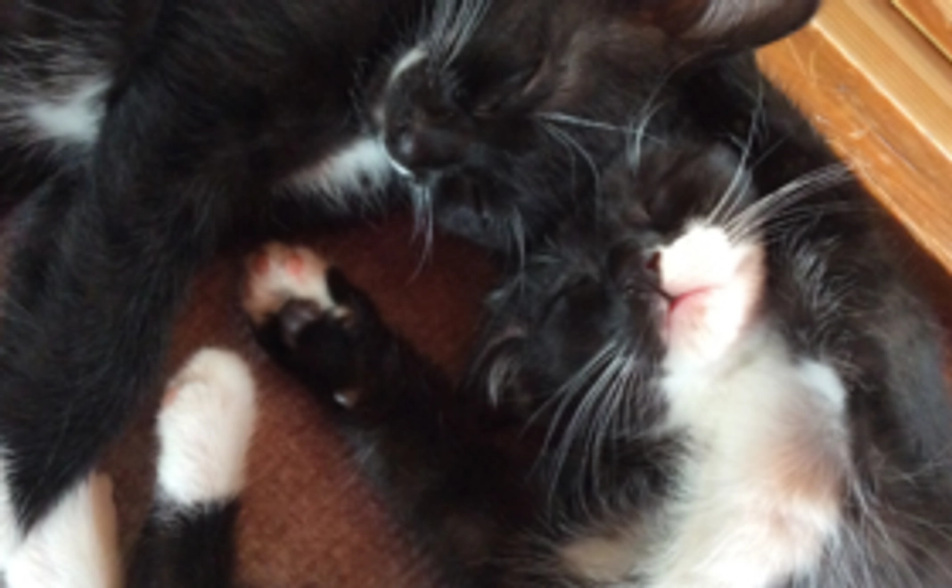 ソックスへそ天 応援A