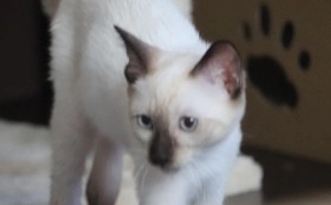 頑張れリリー1000