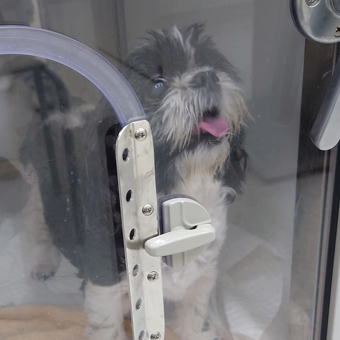 ルーシー3度目の入院のご報告