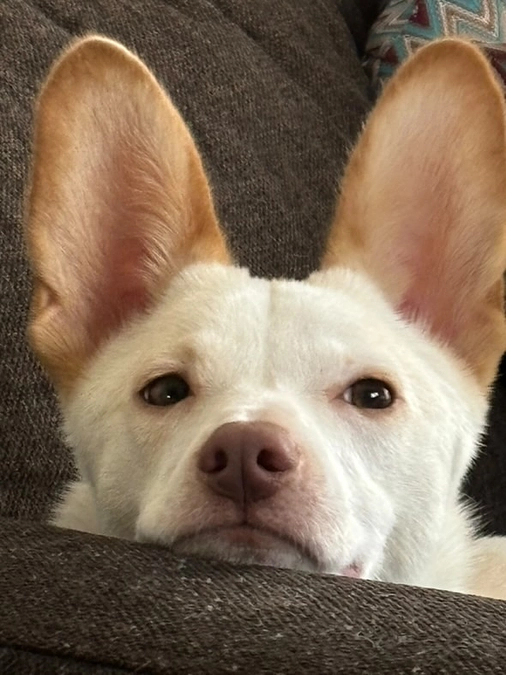 里親さまからのメッセージ　マギーのご家族より