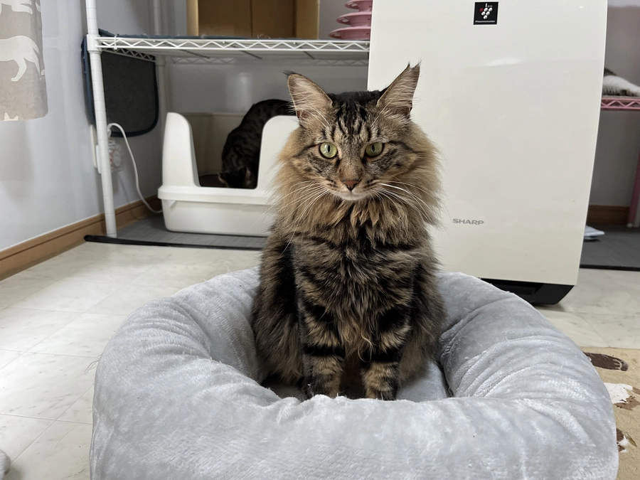 ケージ組立て依頼