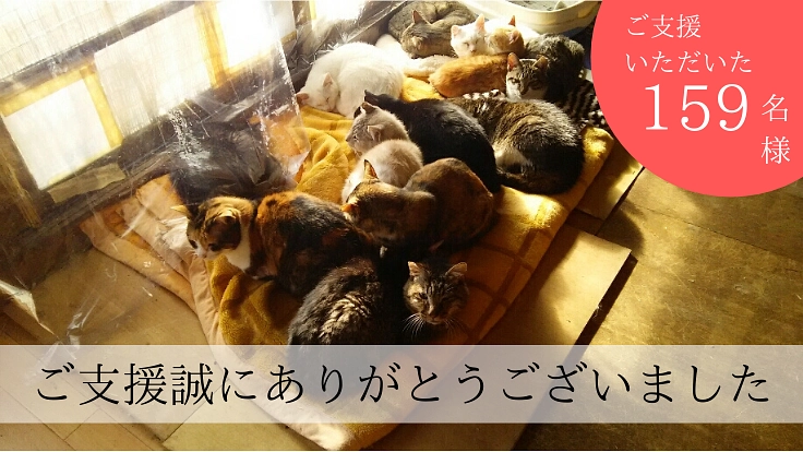 80匹が暮らすノアハウスに退去の報せ　30年続く活動に支援を