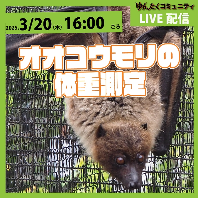 ゆんたくコミュニティ限定ライブ配信「オオコウモリの体重測定」