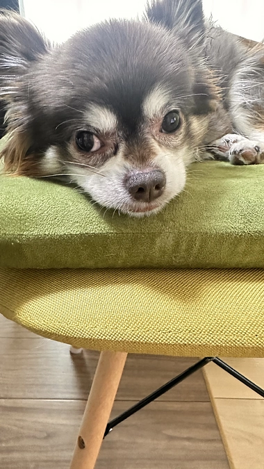 茶太郎検診に行ってきました