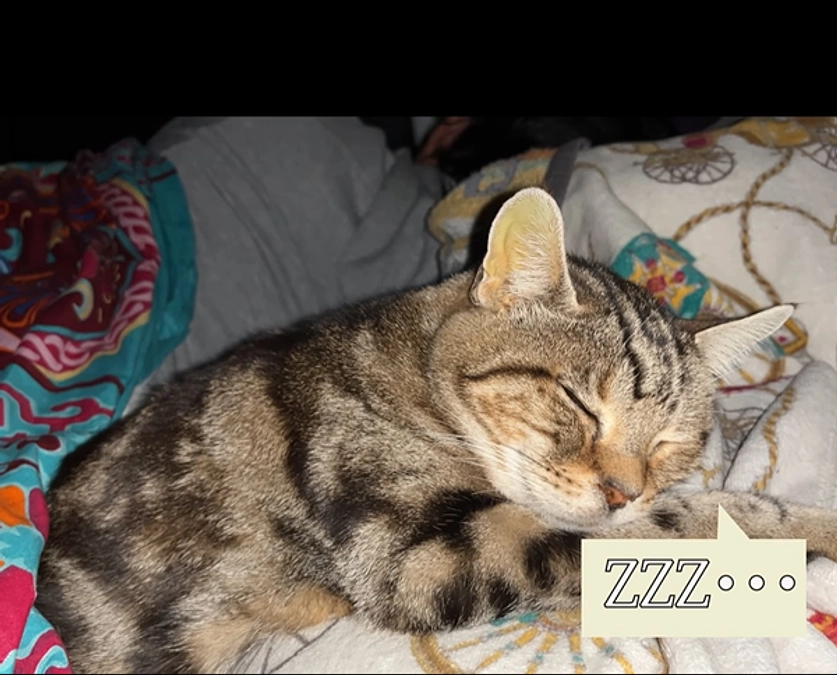 こんな寝顔を見れる日がくるなんて😿