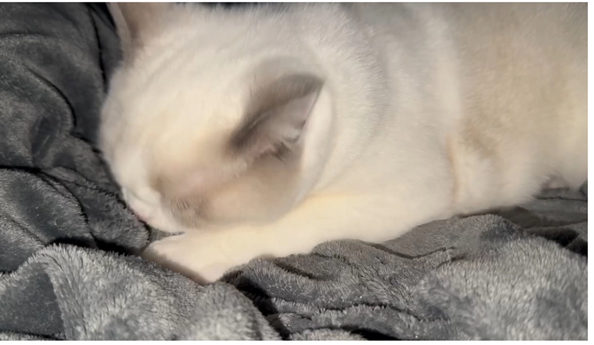 代理支援の決済をさせていただきます。