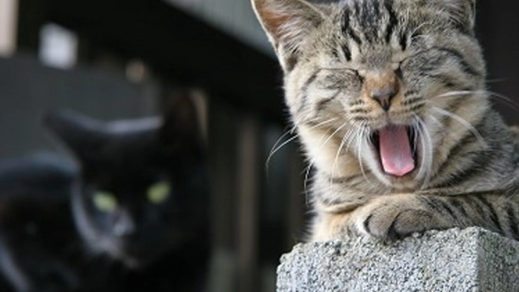 物として扱われてしまう命を守る。動物虐待防止を訴え続けたい！