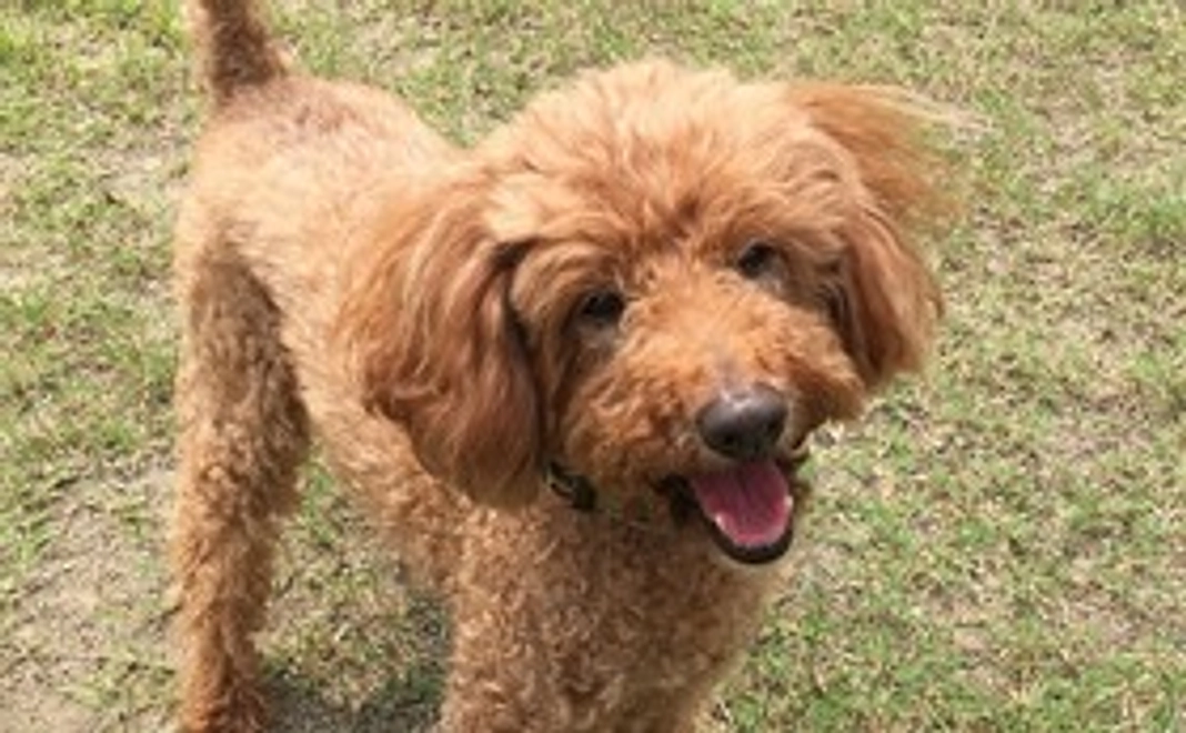 毎月5,000円で継続支援コース（法人・団体向け）　　【はぐくみスポンサー1】