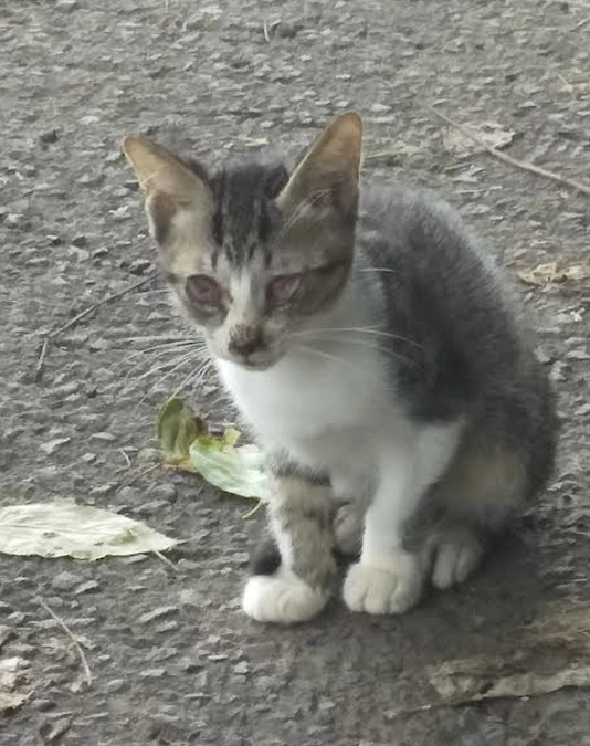 多頭崩壊現場について、大きく話が進みました！