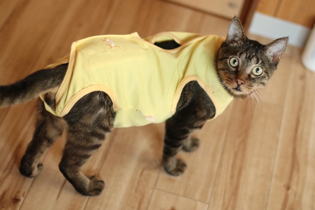 【第二目標達成まであと60万円！】多頭飼育レスキューの実情