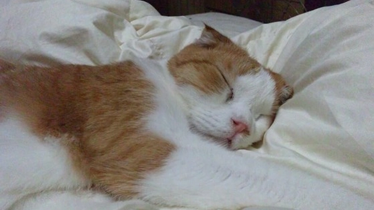 大切なペットが安心できる状態で診察を。往診事業を始めたい！