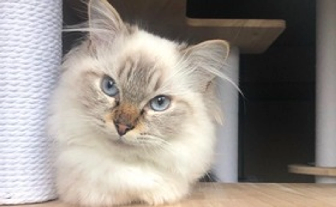 【モネ応援】3,000円