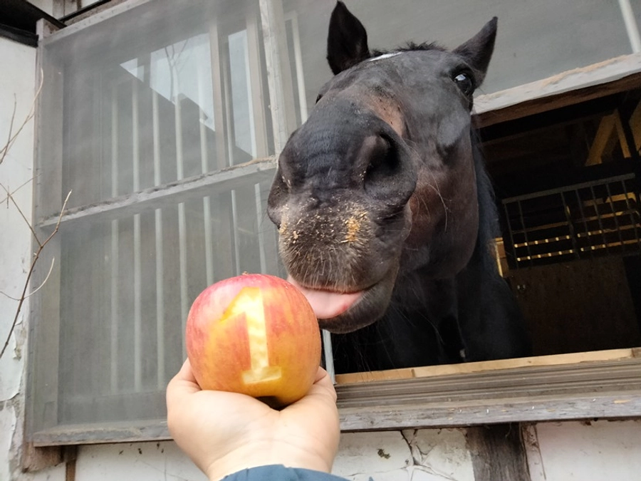 【残り1日！最終目標達成まであと75万円！】馬場の再改修について