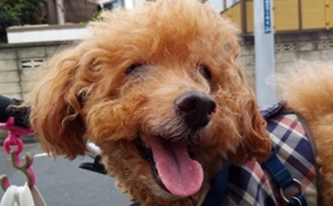 リアンを応援ファイト！コース2