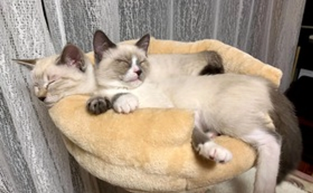 全力応援(リターン不要)1000円コース