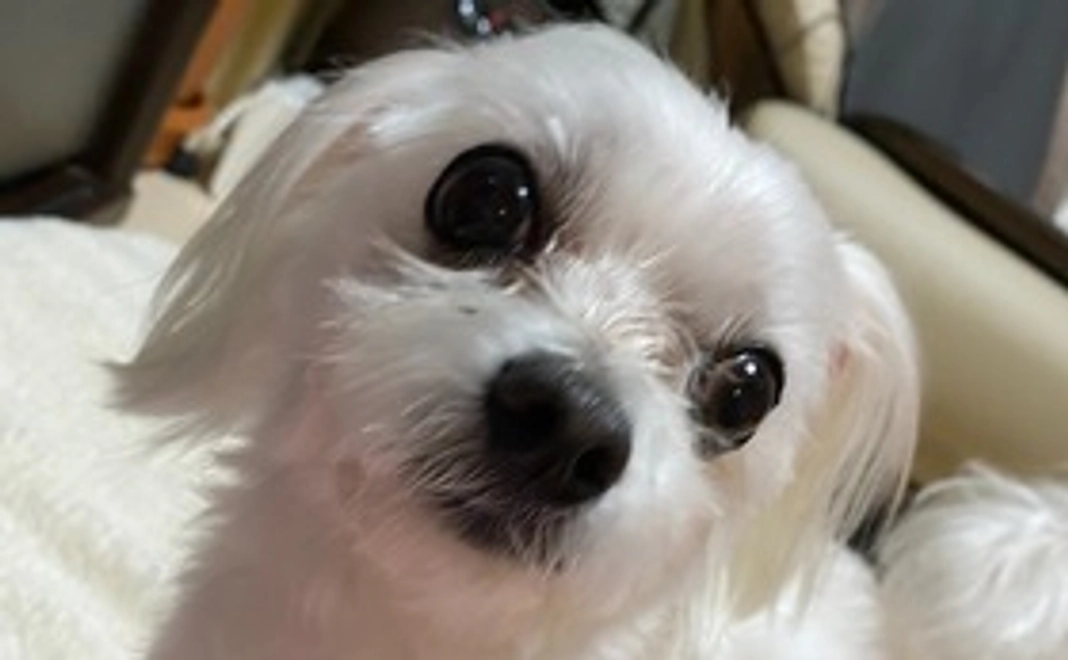 しらすを助けてください②