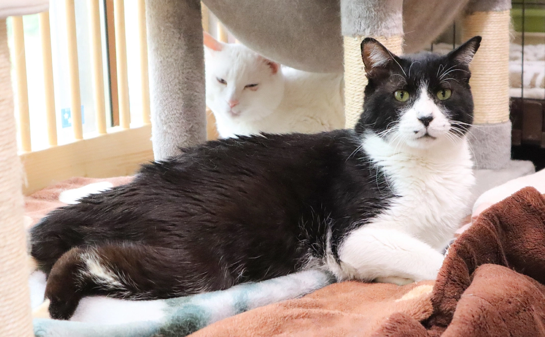 毎月1,000円コース