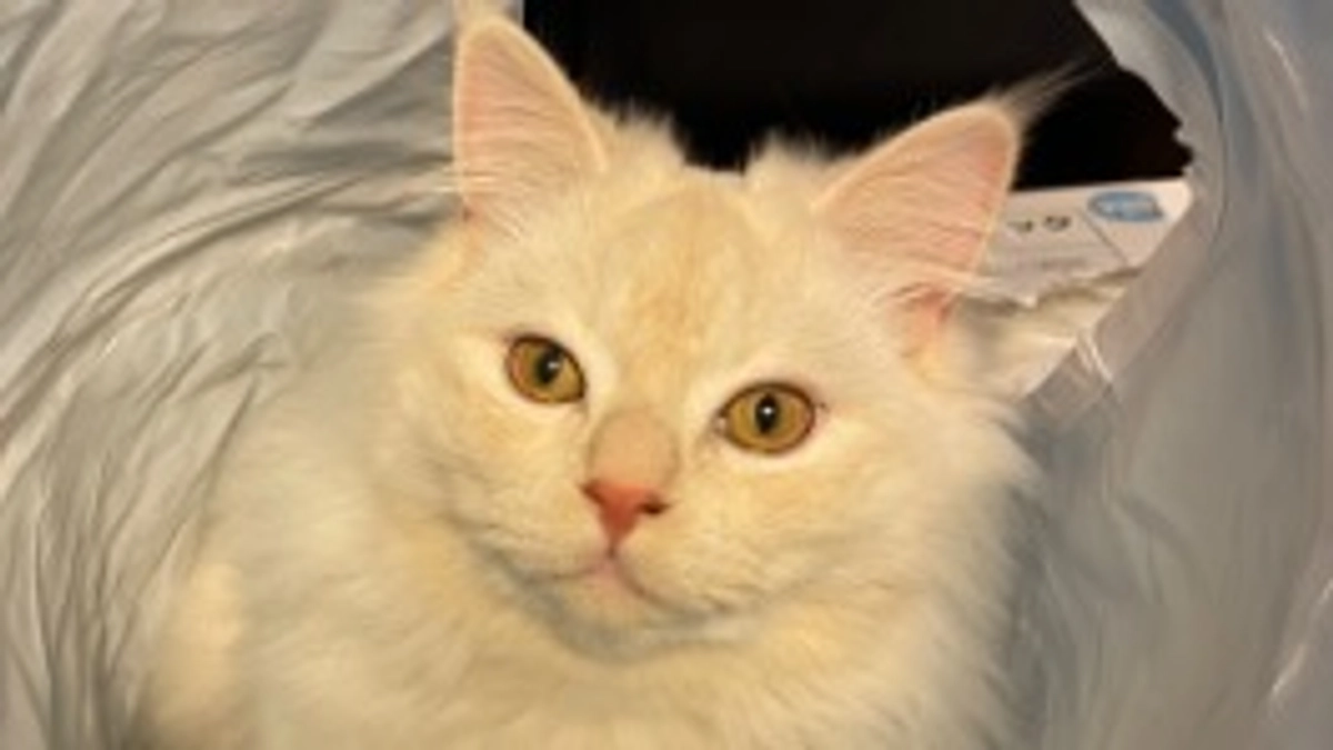 雪が降り始めました⛄️