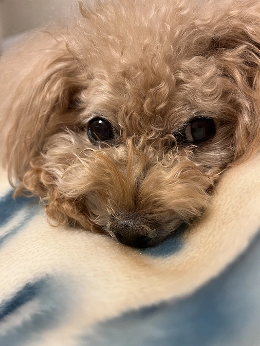 代理支援ありがとうございました