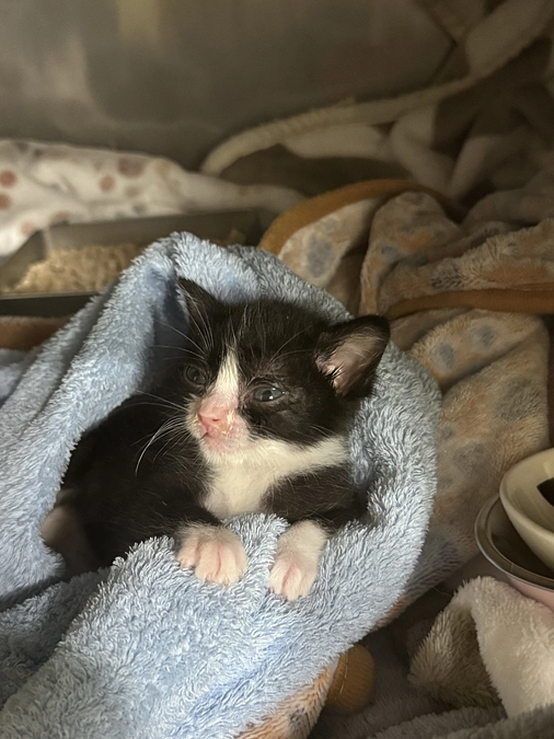 みるくちゃん一進一退ですがくつろぐ姿も・・・