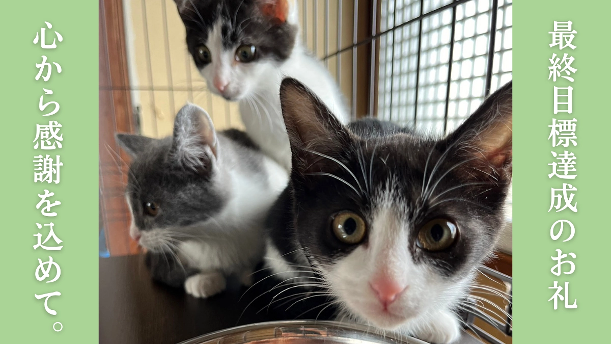 ★あと1日【700万円達成！777人突破！】応援してくださる皆様への感謝の気持ちで胸がいっぱいです！