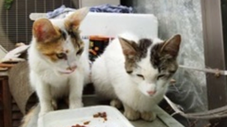 【野良・保護猫】10年以上続ける保護活動をこれからも続けていきたい