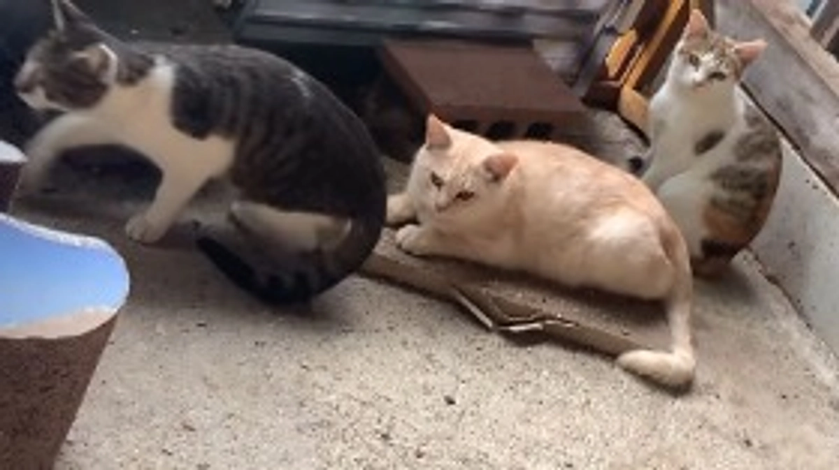 11/2　猫ちゃん達の様子🐱