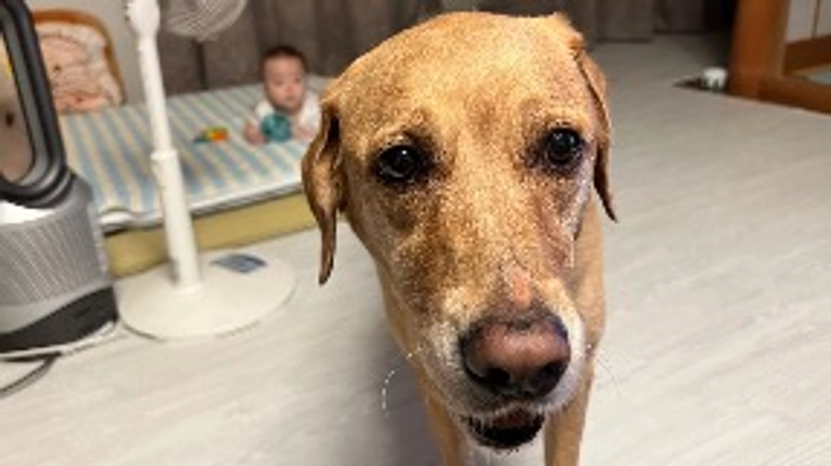 ごはんが危うい…