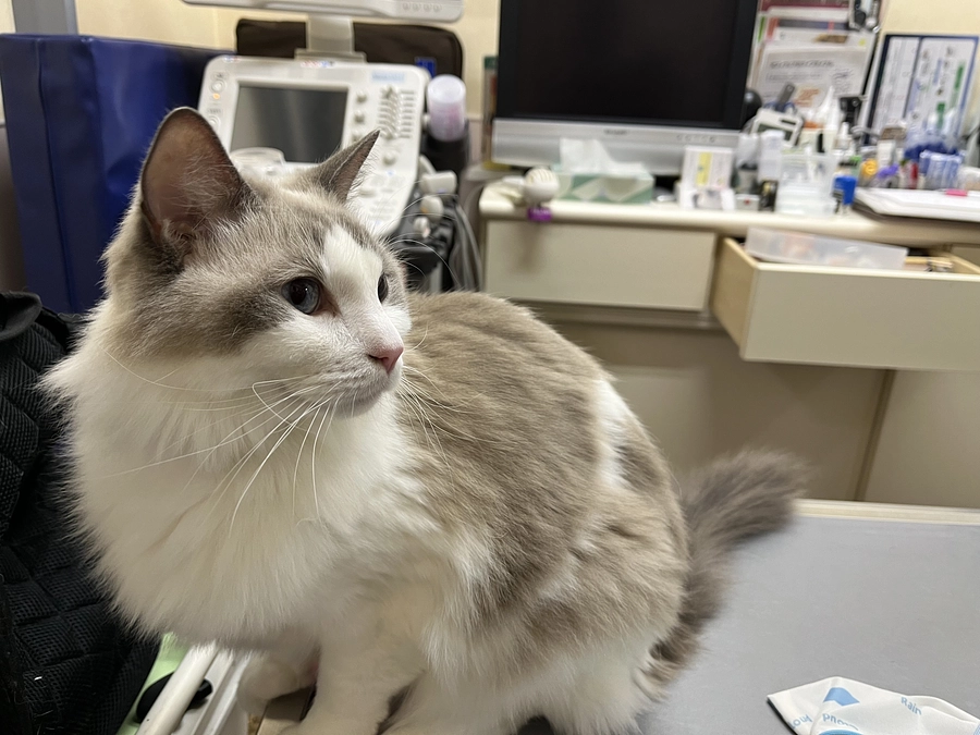 今年最後の通院