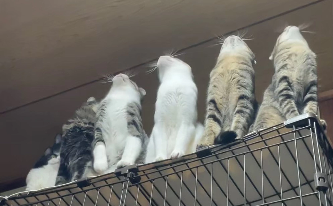 こころ星 応援３,０００円コース