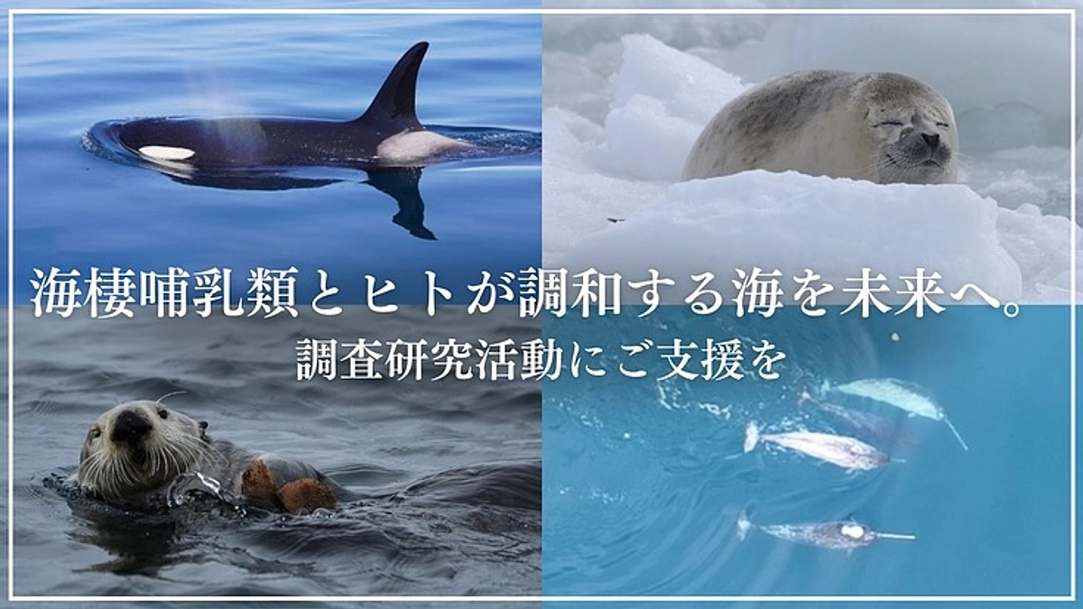 三谷曜子教授＠京都大学野生動物研究センターのクラファン応援