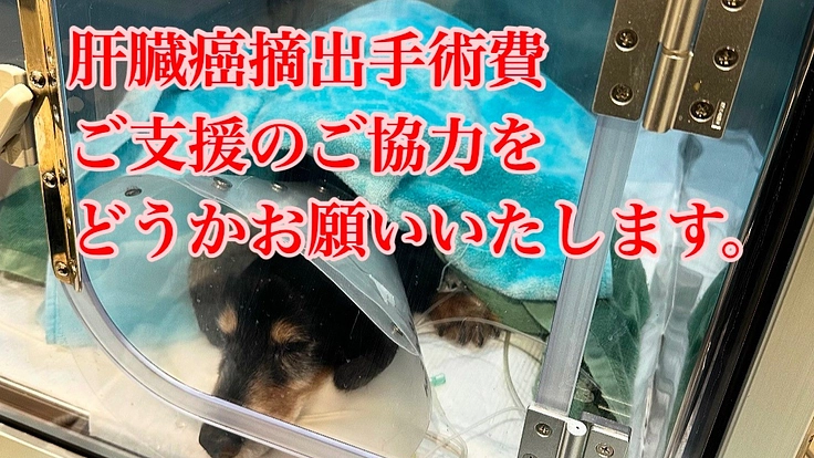 肝臓癌と戦うビーデルを助けたい。手術費ご支援ご協力お願いいたします