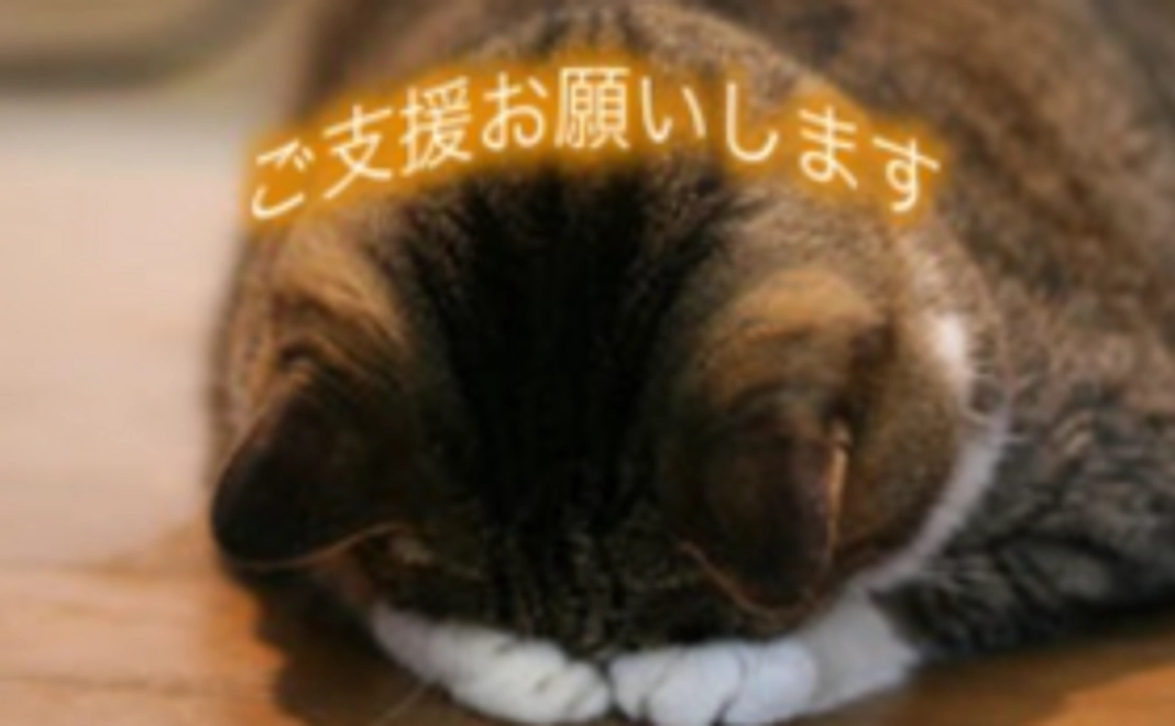 【30,000円】猫に居心地の良いホテルを提供するために！