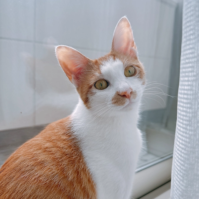 公開から8日目で達成率25%を超えることができました…！