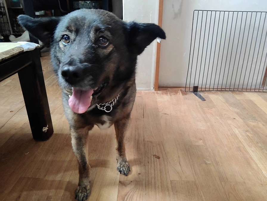 もうすぐ譲渡会です。