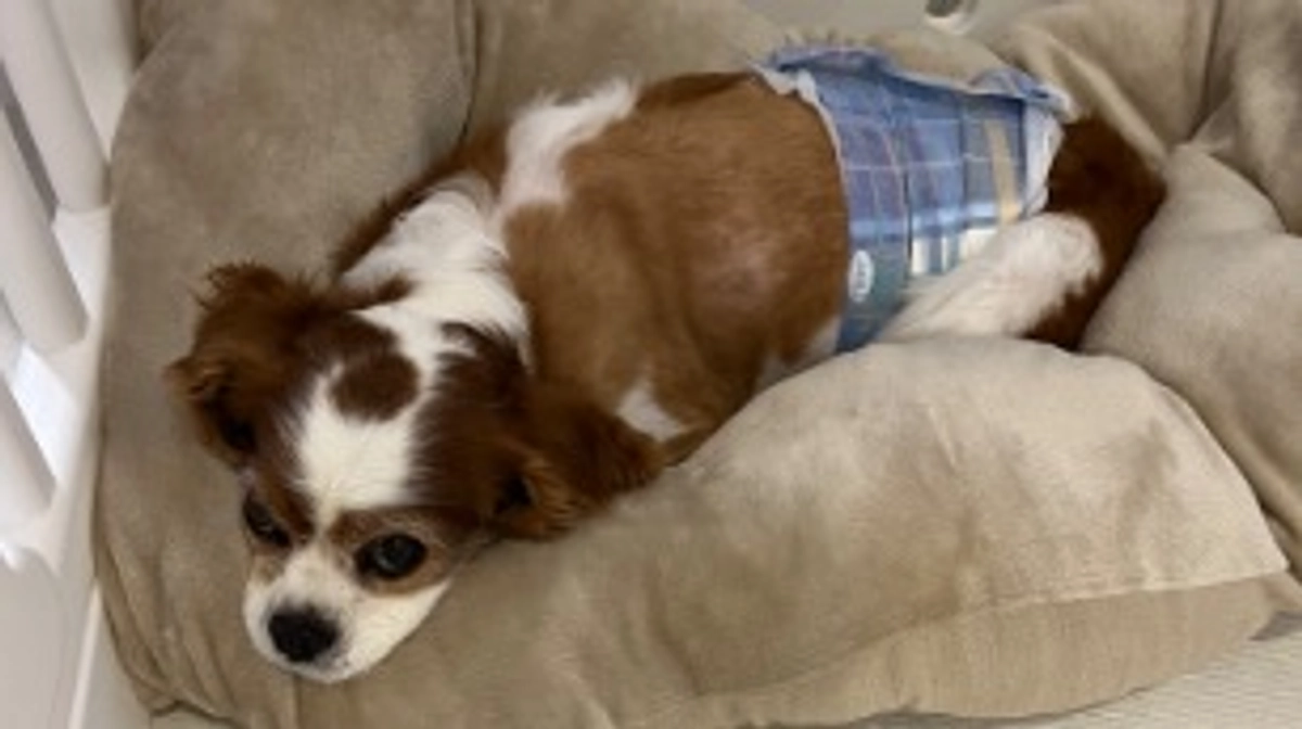 退院5日目。穏やかな寝正月です☺️