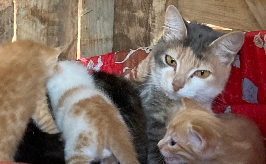 感謝のメールとプロジェクトのアップデートのビデオ