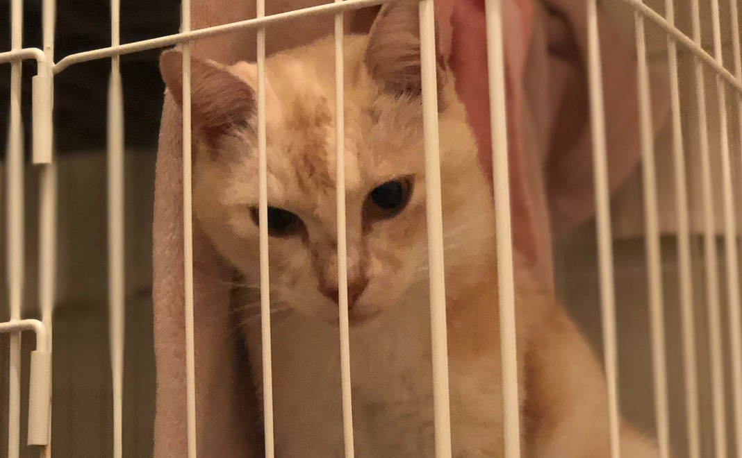 この度は、猫ちゃんのためにご寄付してをいただき、誠にありがとうございます。