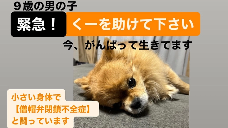 【重度の僧帽弁閉鎖不全症】くーちゃんを救いたい！