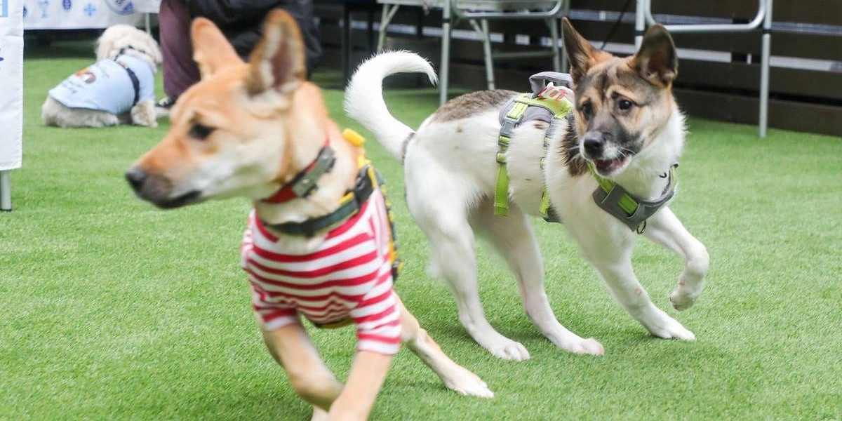 野犬の子犬たちの成長