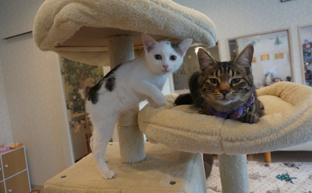 つながりコース | 猫たちとあなたを結ぶ支援の輪