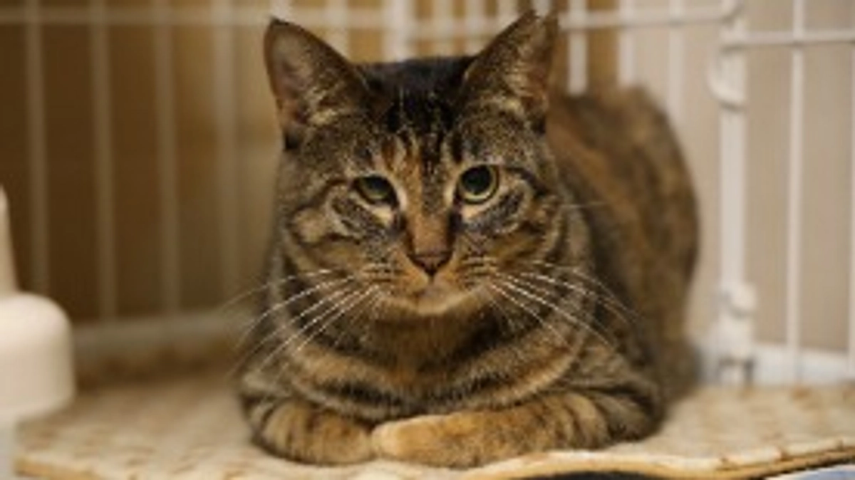 プロジェクトの今後について