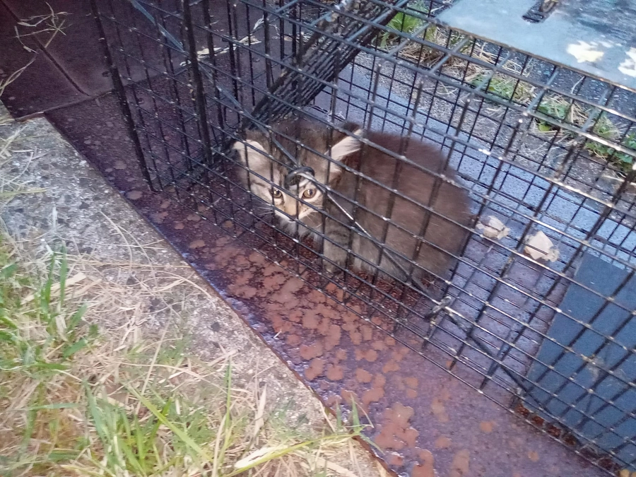 6月19日　子猫1匹保護しました。
