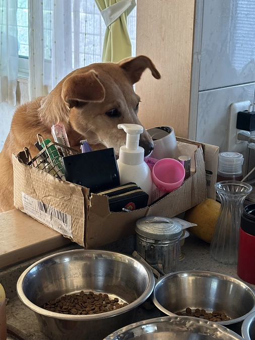 食べているのに