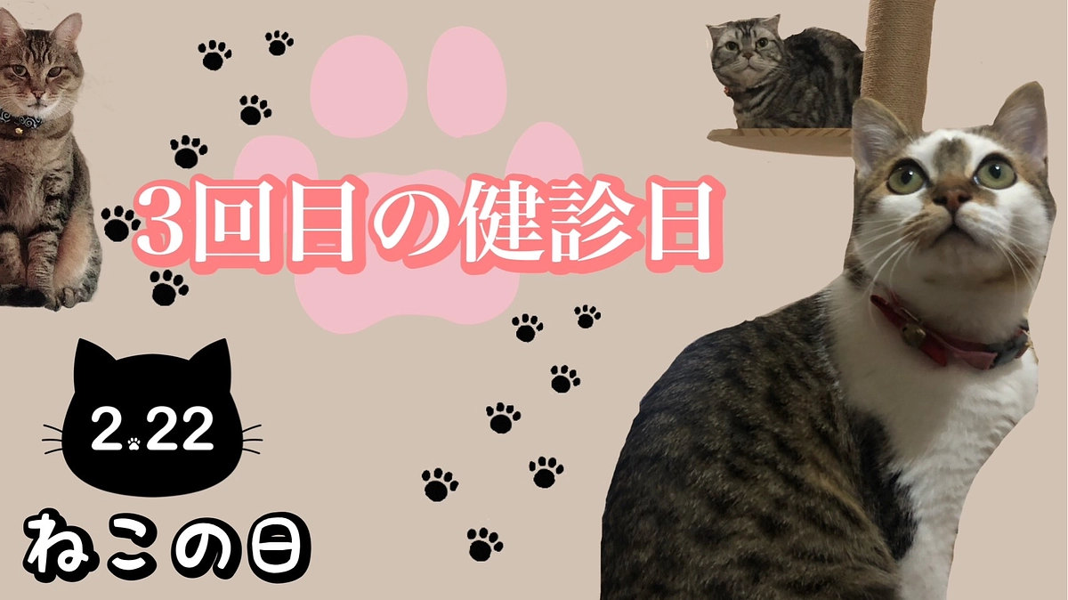 3回目の検診日🏥＆猫の日😸🐾