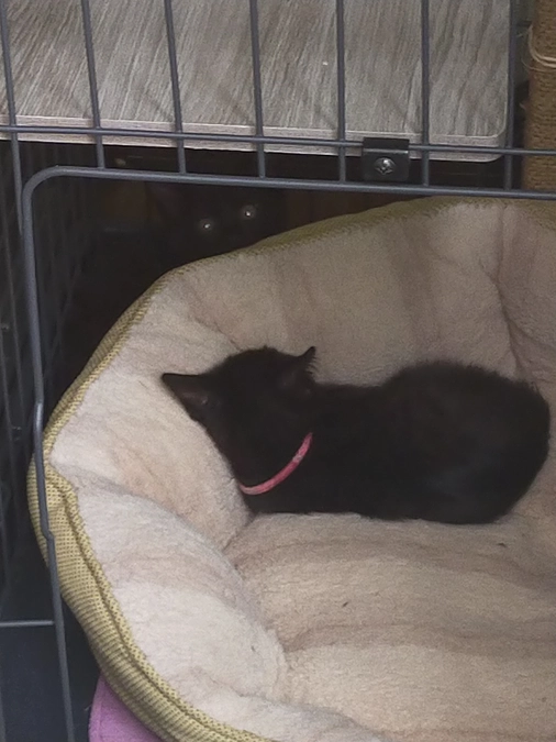 子猫４匹が再び動物病院へ