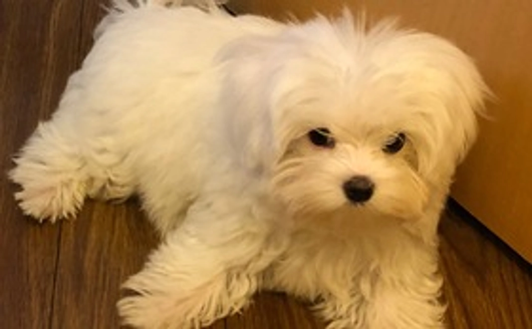 1・リリィ頑張れ！(リターンなし)