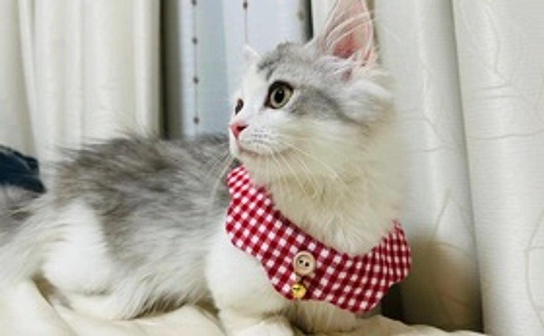 ととまる応援コース⑴