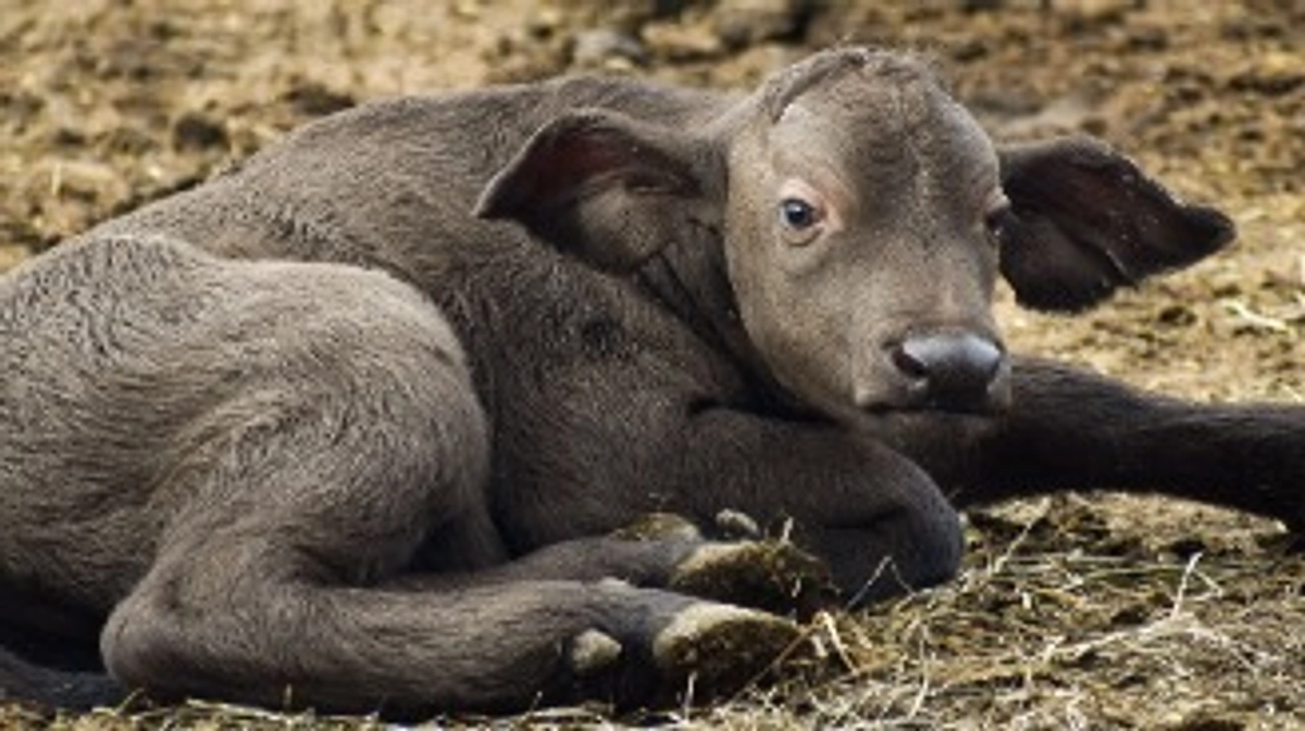 2月17日(土) 進捗報告・動物紹介～アフリカスイギュウの仔の誕生～